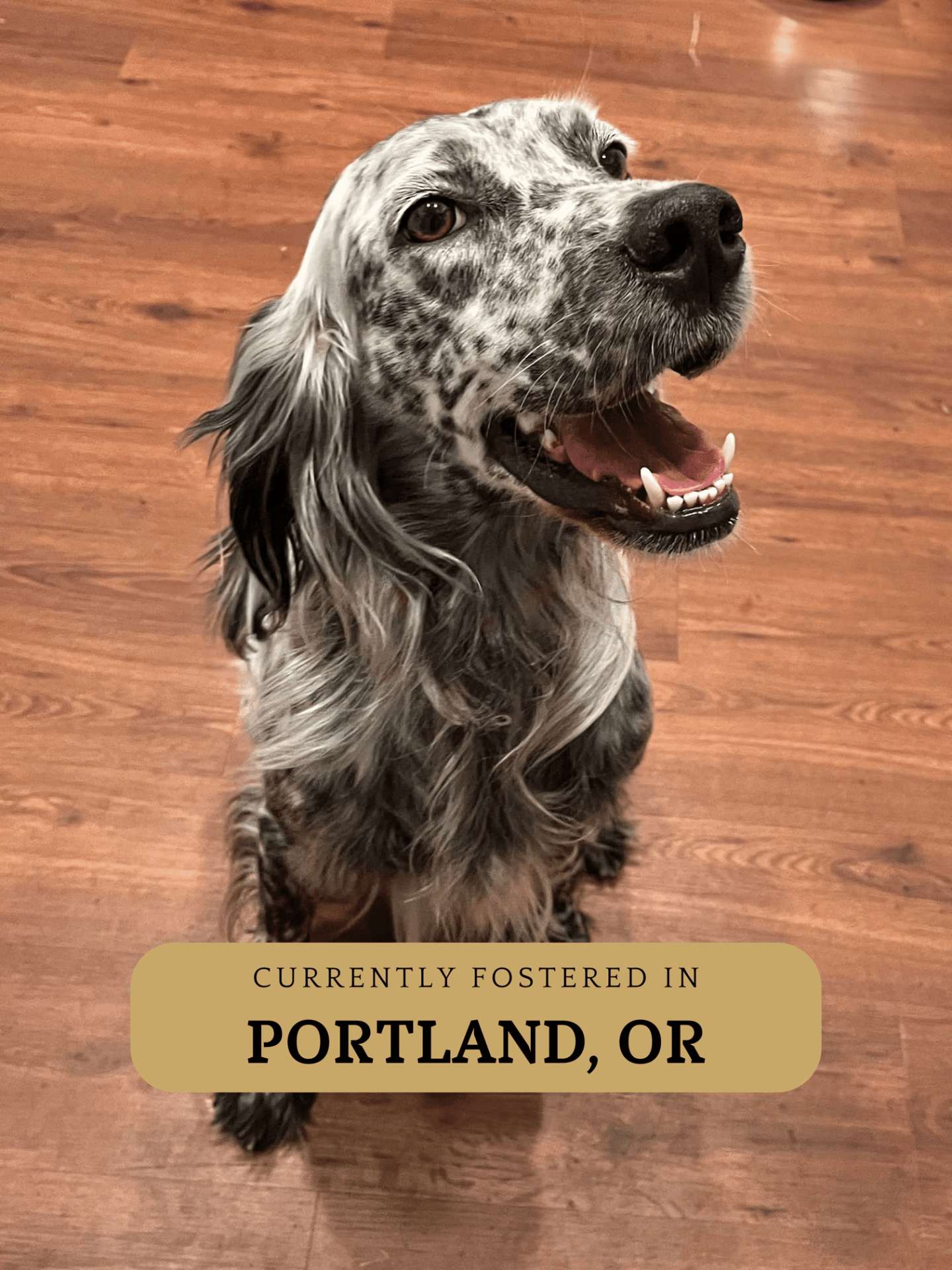 Maisie (fka Paisley) 